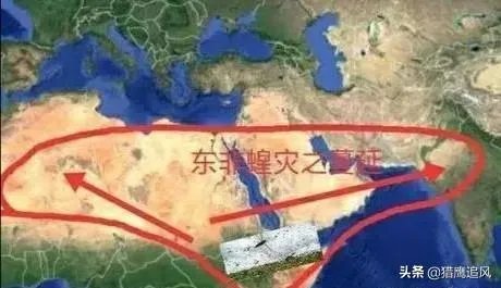 非洲蝗虫成灾,已影响印度和巴基斯坦,会传入中国吗?