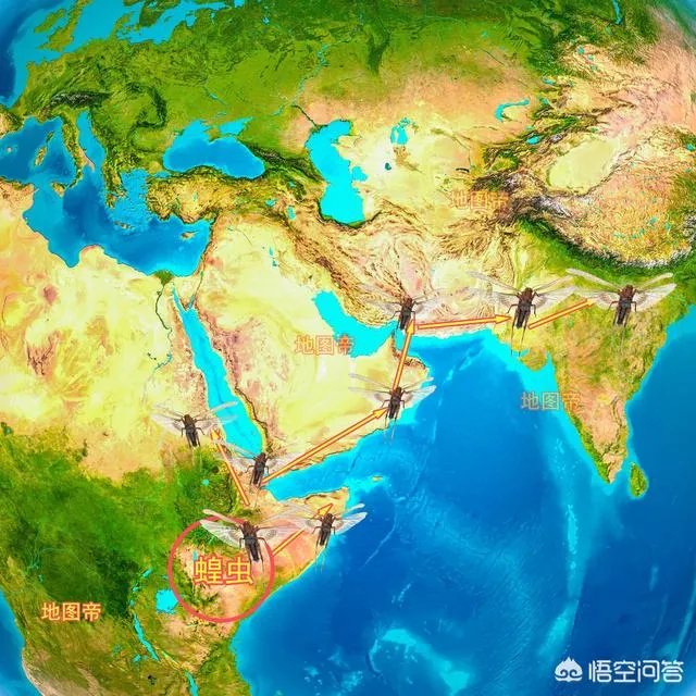 非洲蝗虫成灾,已影响印度和巴基斯坦,会传入中国吗?