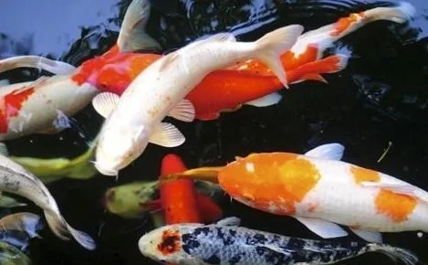 锦鲤有哪些生活习性呢?需要怎样的饲养环境?