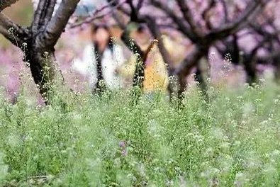 地菜花的功效与作用 地菜花的营养价值