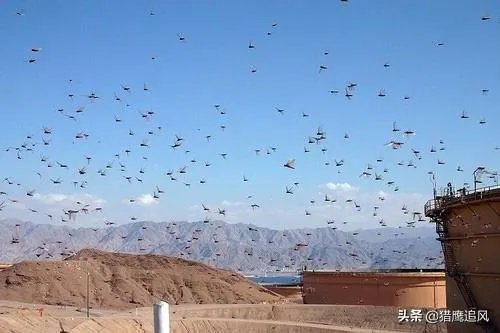 非洲蝗虫成灾,已影响印度和巴基斯坦,会传入中国吗?