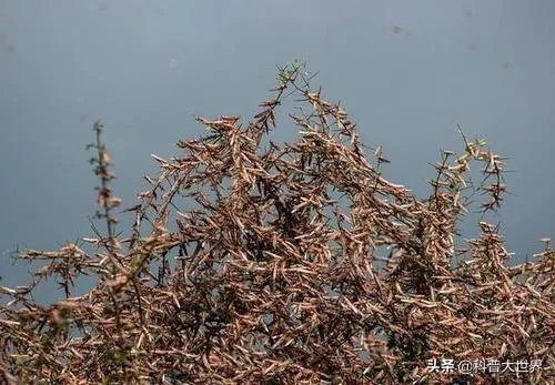 非洲蝗虫成灾,已影响印度和巴基斯坦,会传入中国吗?