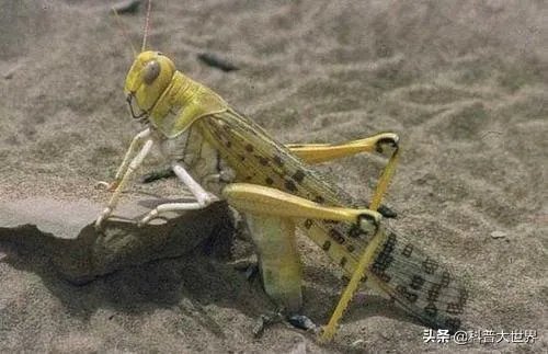 非洲蝗虫成灾,已影响印度和巴基斯坦,会传入中国吗?