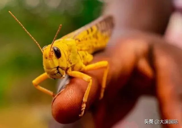 巴基斯坦蝗灾怎么样了?最近怎么感觉没人提及?