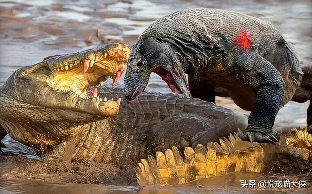 科莫多巨蜥与非洲鳄哪个更厉害?