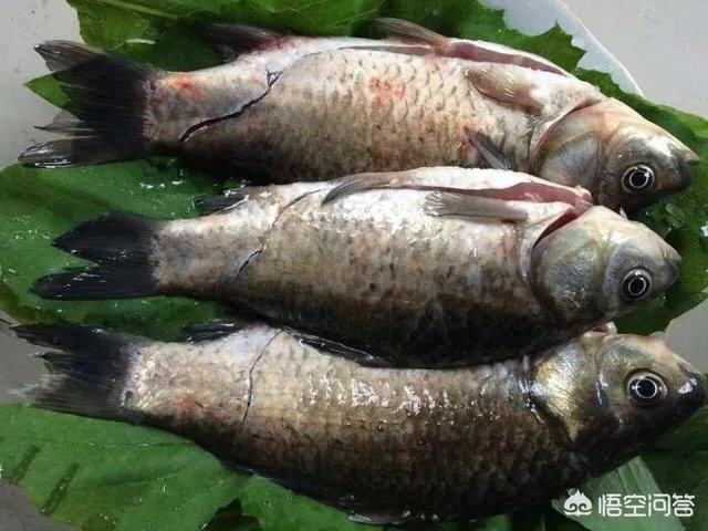 怎样熬鲫鱼汤?