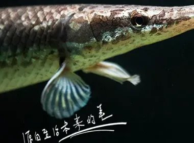 中国古动物馆鳄雀鳝咬伤游客,是否应该停止售卖此类危险动物?
