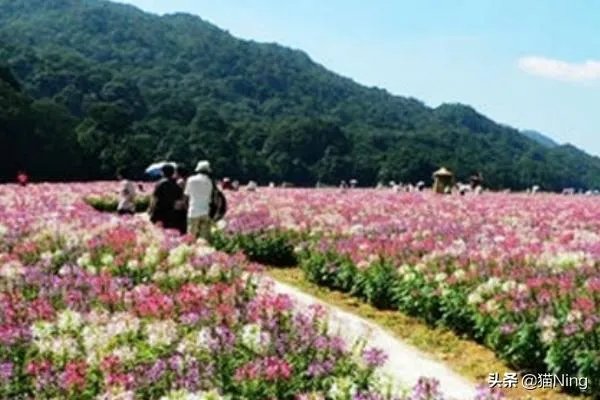 母亲节送什么礼物,最实用的母亲节礼物排行榜?