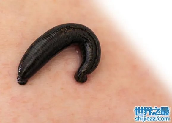 世界十大吸血鬼生物，北极七鳃鳗是最古老的吸血鬼 