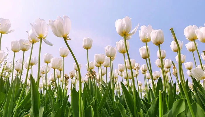 百花谷风景区 百花谷风景区游玩攻略
