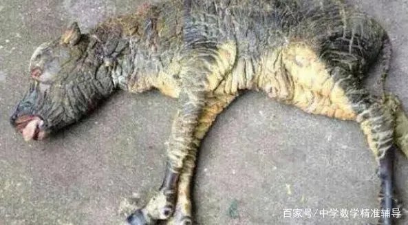 农村经常说“牛生麒麟猪生象”,到底是怎么回事?