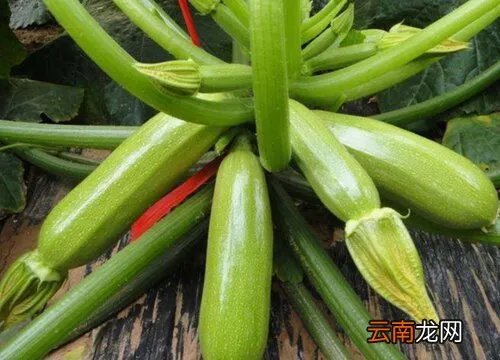 西葫芦产地在哪里 中国西葫芦主产地在哪里