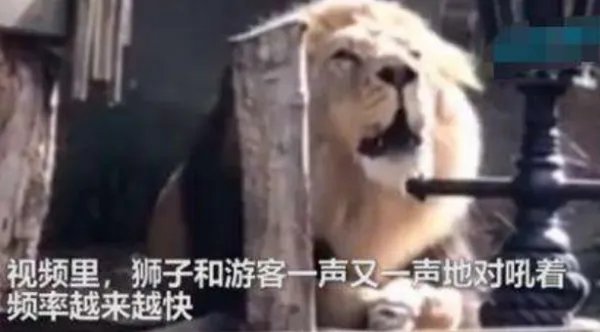 动物园狮子与游客对吼,现场到底发生了什么?