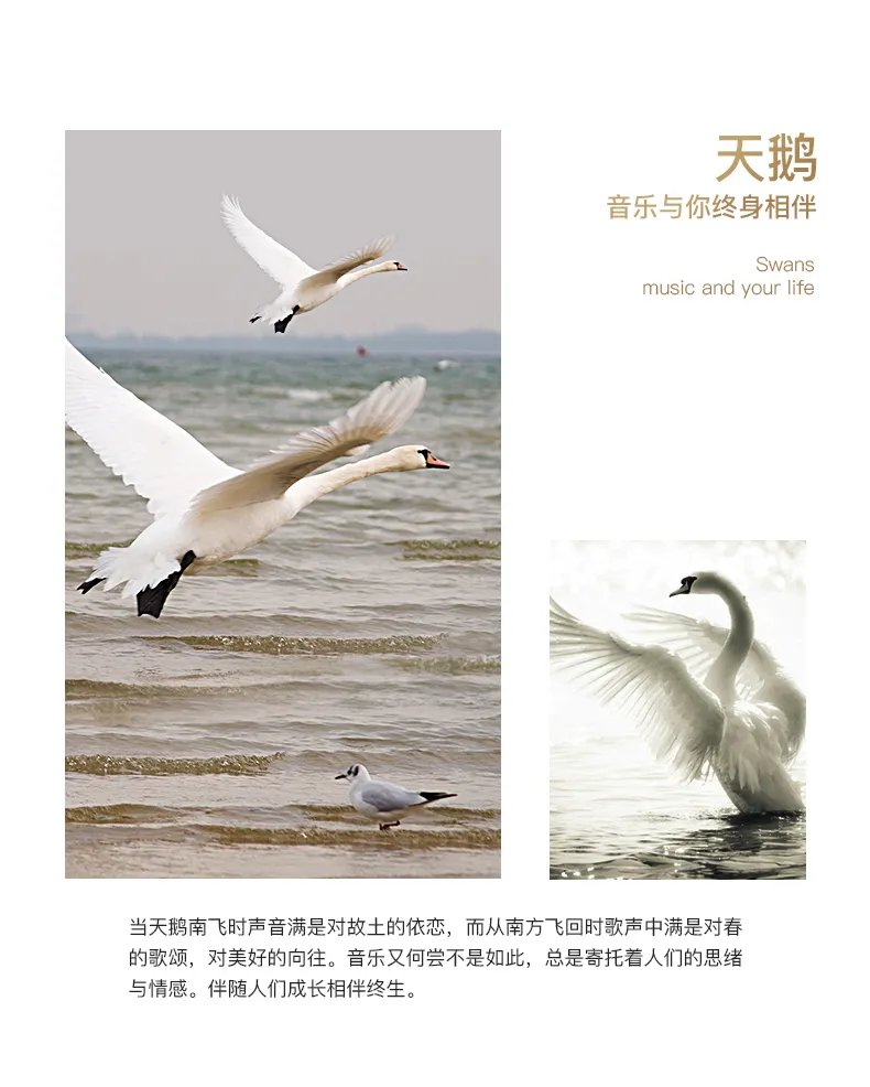口琴价格表