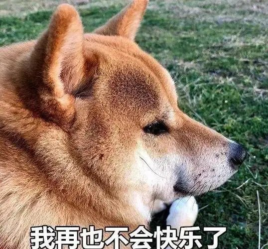 520单身狗图片大全2022 单身狗搞笑图片分享