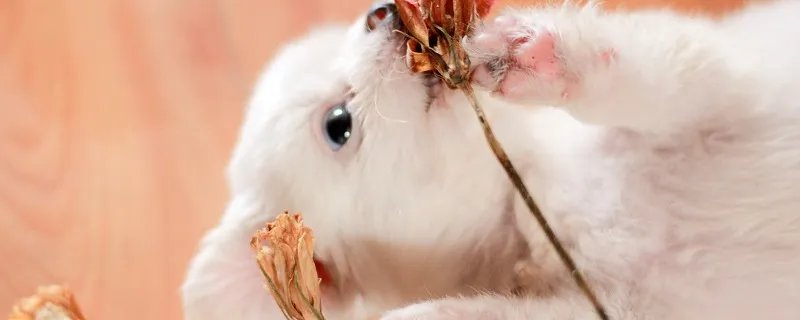 训练狗狗听指令吃东西 狗狗应该吃什么