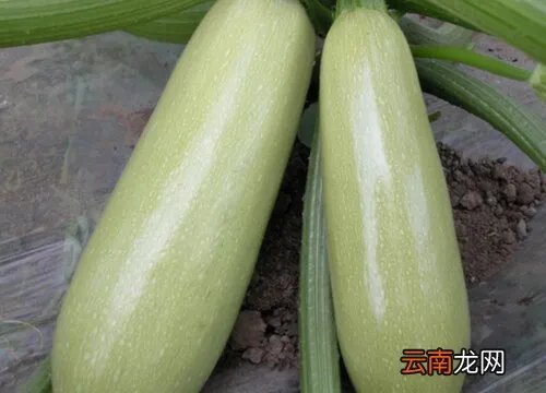 西葫芦产地在哪里 中国西葫芦主产地在哪里
