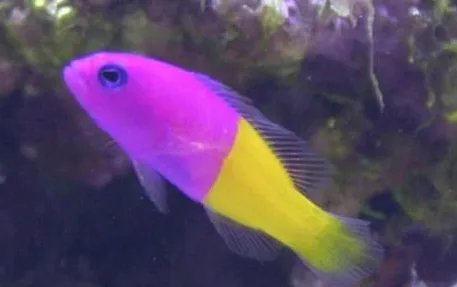 双色草莓鱼有哪些形态特征?一般都分布在哪里呢?