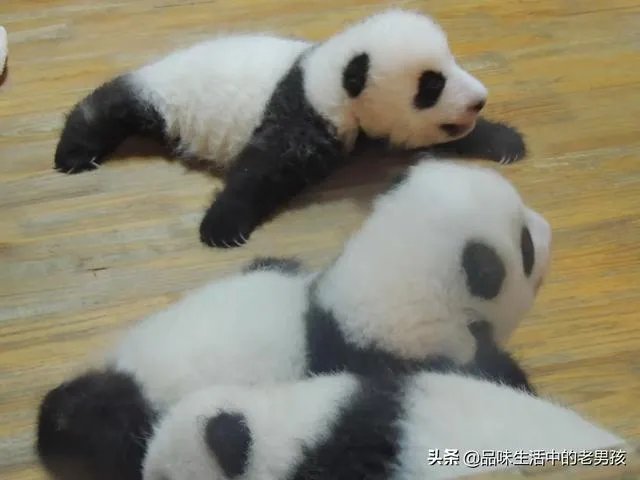 大熊猫爱吃的竹子是草还是树?