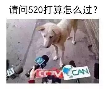 520单身狗图片大全2022 单身狗搞笑图片分享