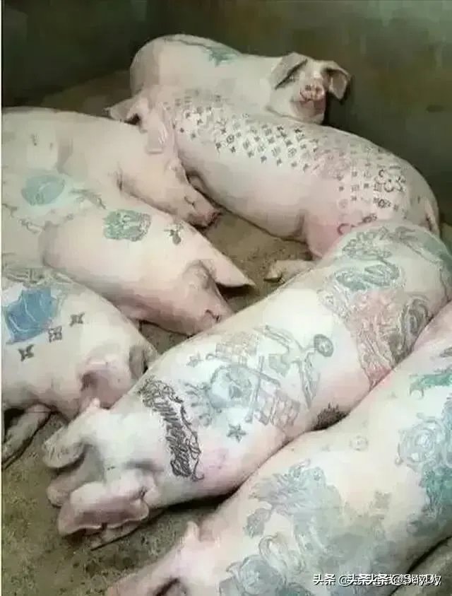 郜林斯曼,张莫斯,李亨利,郜林还有哪些梗?