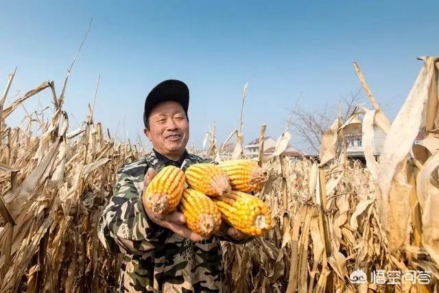 中国新粮上市