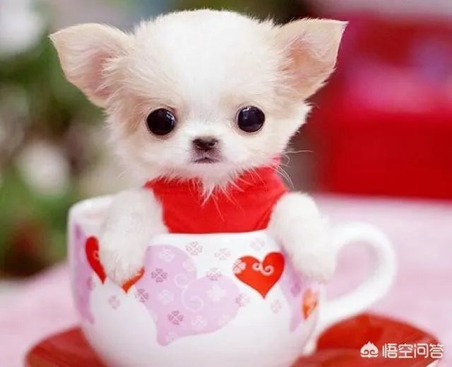 茶杯犬的寿命多长？