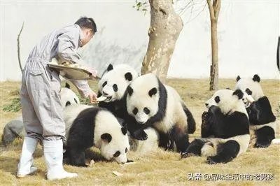 大熊猫爱吃的竹子是草还是树?