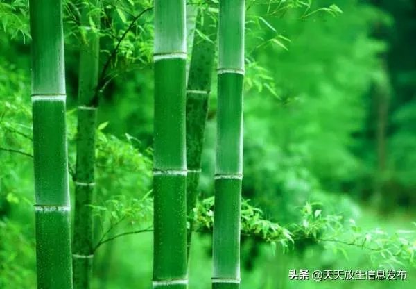 大熊猫爱吃的竹子是草还是树?