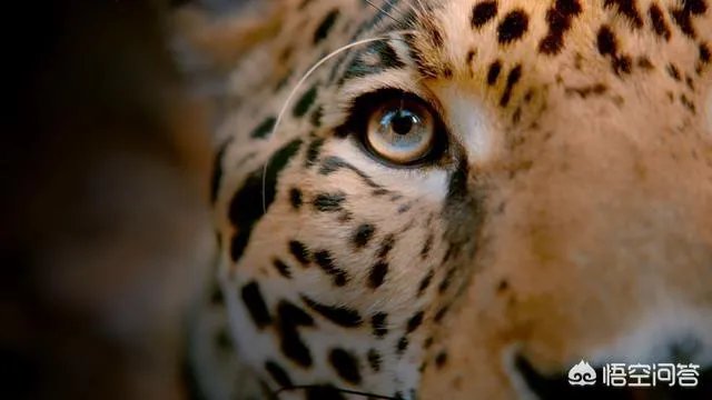 BBC大猫哪里可以看？