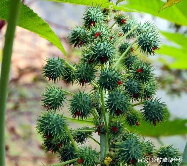 蓖麻种植技术