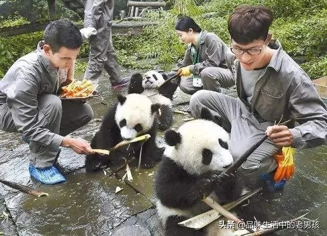 大熊猫爱吃的竹子是草还是树?