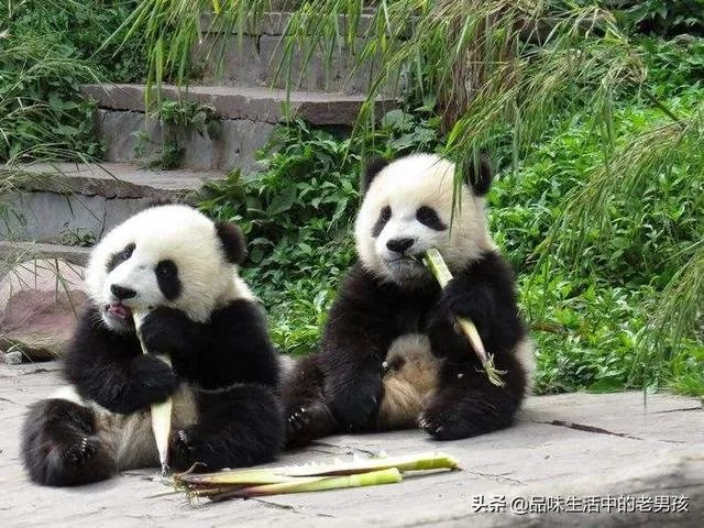 大熊猫爱吃的竹子是草还是树?
