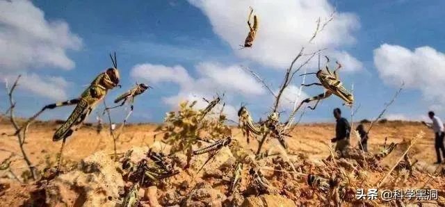 非洲蝗虫成灾,已影响印度和巴基斯坦,会传入中国吗?