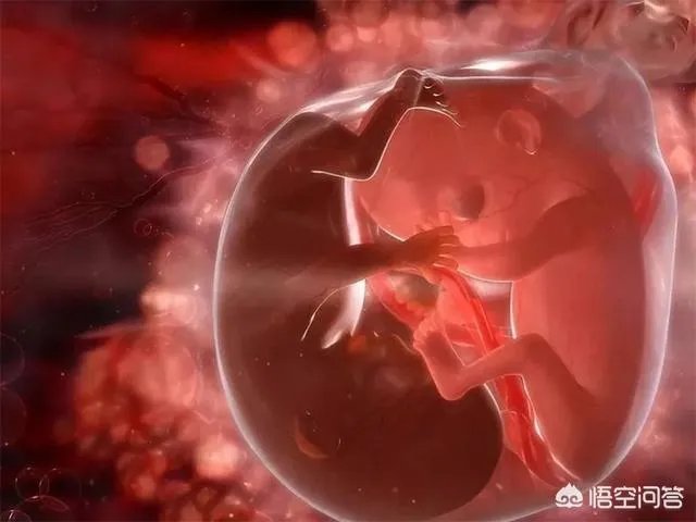 怀了双胞胎，他们会在妈妈肚子里打架吗？