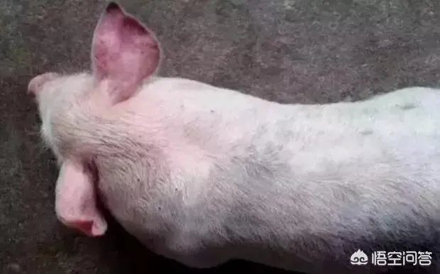 年末的肥猪行情如何?