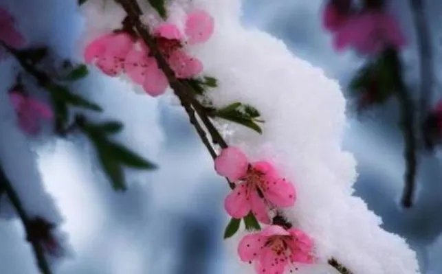三月下雪有什么寓意?