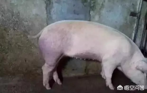 年末的肥猪行情如何?