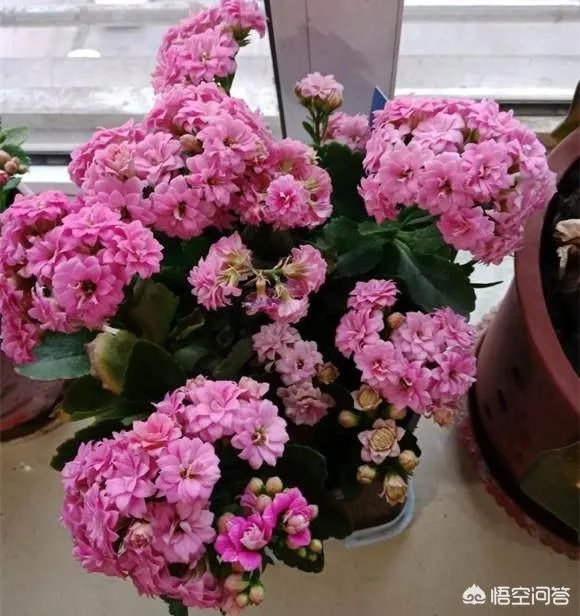 为什么有心栽花花就不活?
