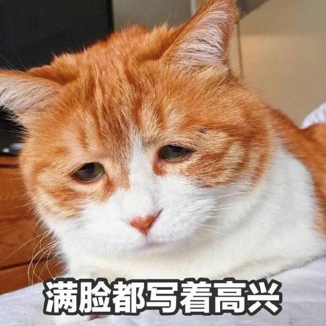 大家有没有特别搞笑的猫咪图片？