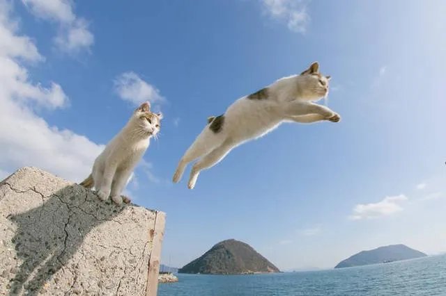 大家有没有特别搞笑的猫咪图片？