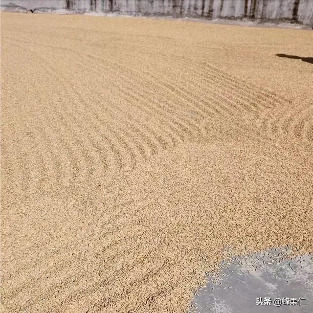 中国新粮上市