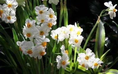 关于水仙花的知识