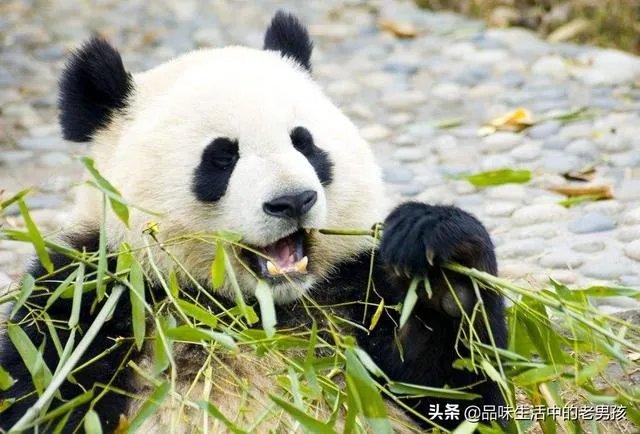 大熊猫爱吃的竹子是草还是树?