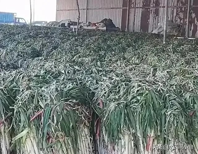 菜价上涨严重,到底是什么原因?