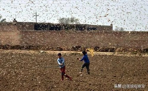 巴基斯坦蝗灾怎么样了?最近怎么感觉没人提及?