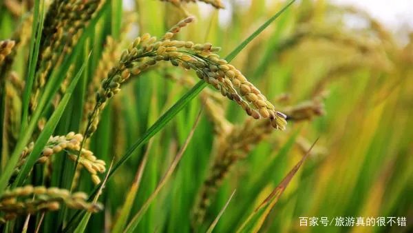 水溶肥价格都不一样，效果一样吗？