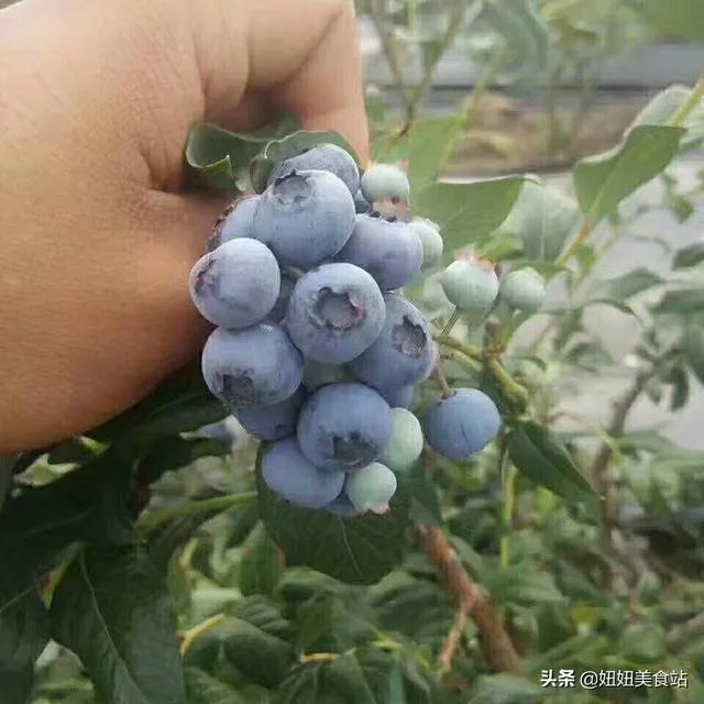 黑珍珠蓝莓好吃吗？