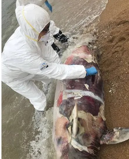 香港海滩海豚尸体在哪里?
