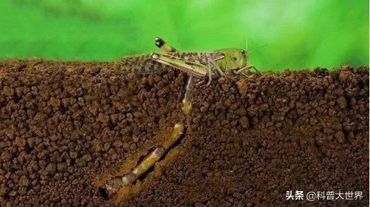 非洲蝗虫成灾,已影响印度和巴基斯坦,会传入中国吗?